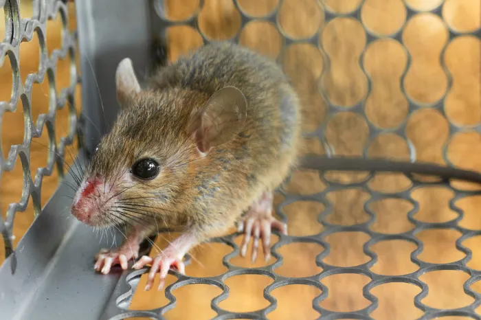 Mice Control