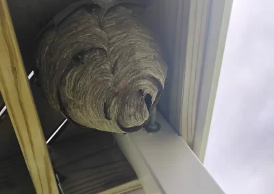 Affordable Residential Pest Control