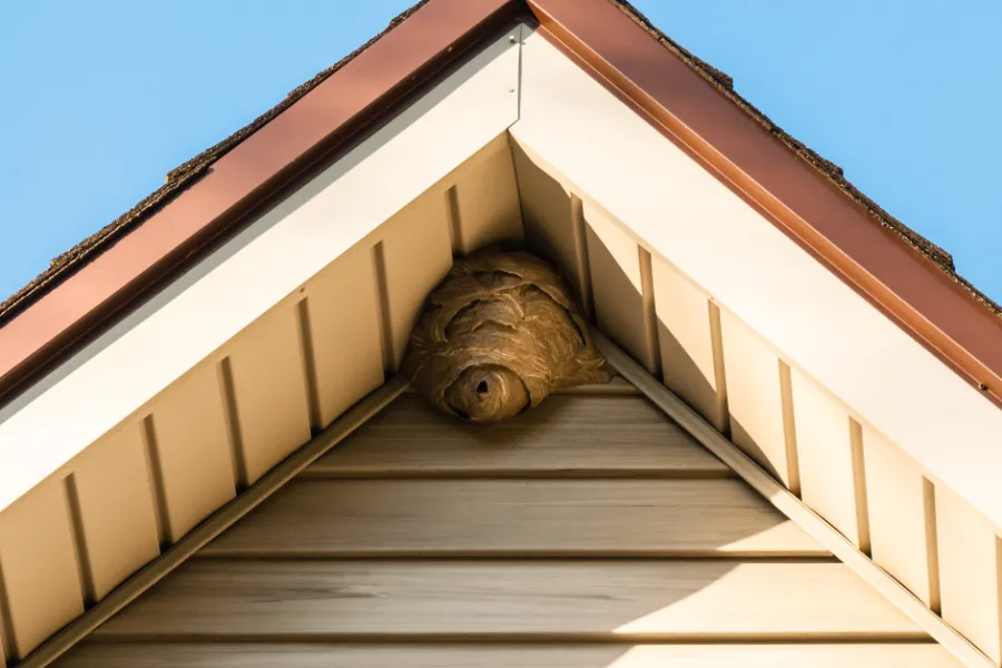 Benefits of Professional Wasp Control Services Laurel, MD