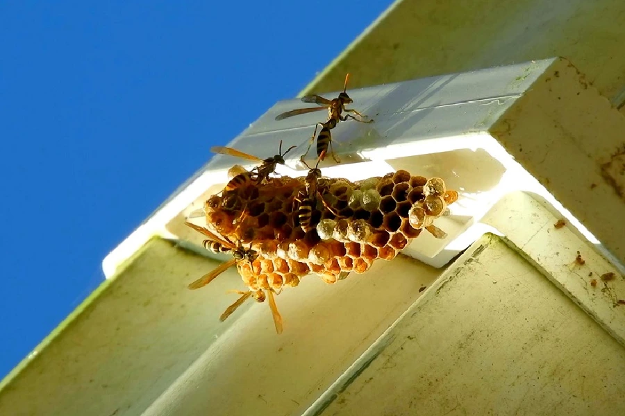 Benefits of Professional Wasp Control Services in Laurel, MD