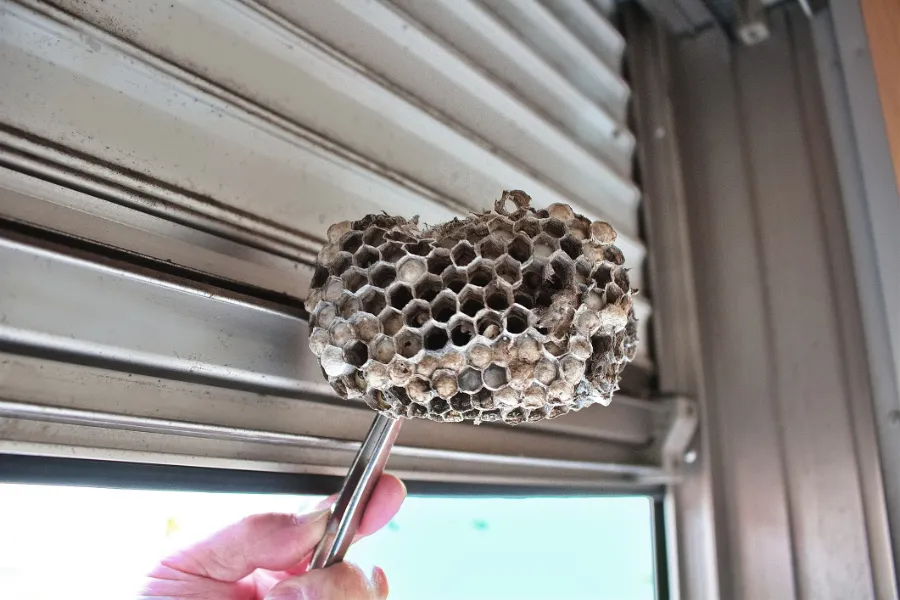 Comparing Treatment Methods for Effective Wasp Control Services Laurel, MD