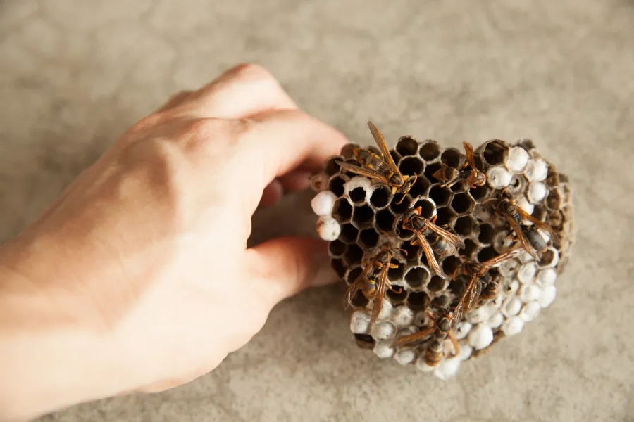 Comparing Treatment Methods for Effective Wasp Control Services in Laurel, MD