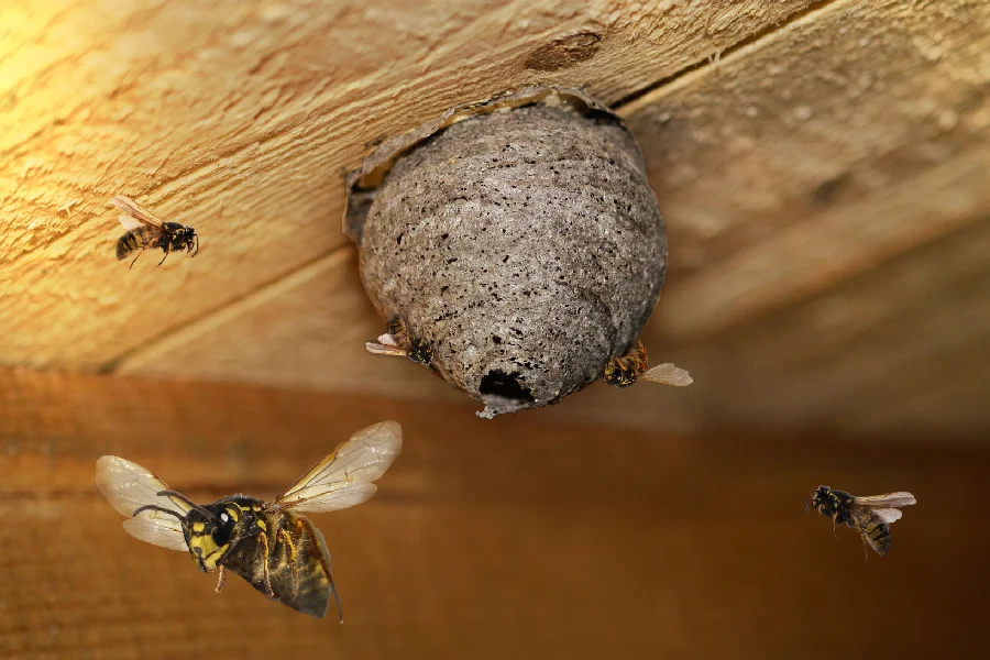 Detailed Wasp Control Services in Laurel, MD