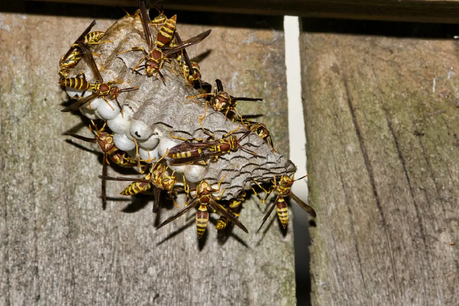 Exceptional Wasp Control Services in Laurel, MD