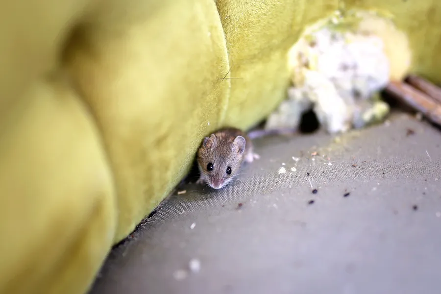 Long-term Benefits Of Preventive Mice Control Laurel, MD
