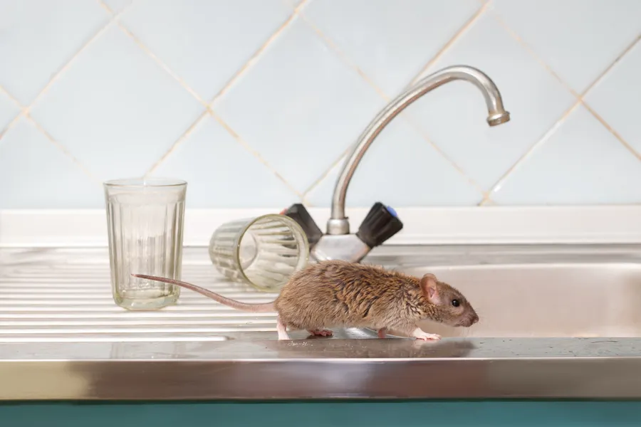 Long-term Benefits Of Preventive Mice Control in Laurel, MD
