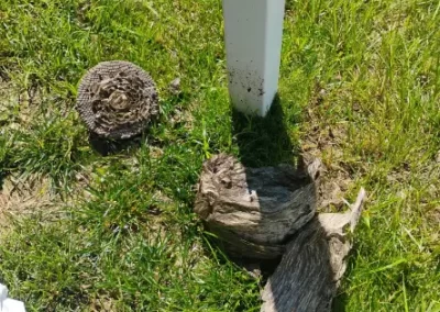 Top Wasp Control Services