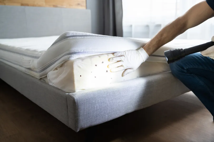 Understanding Heat Treatments For Bed Bug Removal Laurel, MD