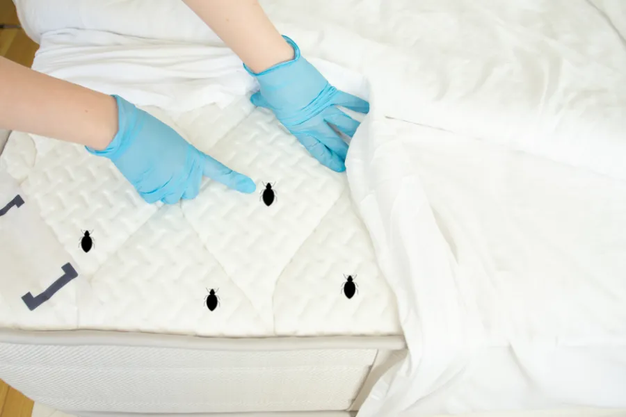 Understanding Heat Treatments For Bed Bug Removal in Laurel, MD