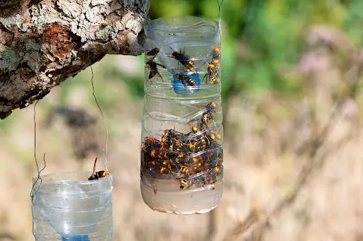 Wasp Control Services
